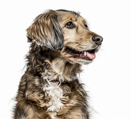 crossbreed-dog-isolated-on-white-2023-11-27-05-12-